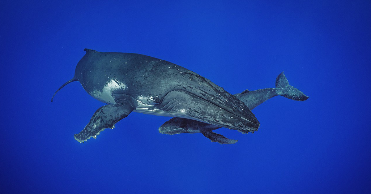 o segredo das baleias disney plus